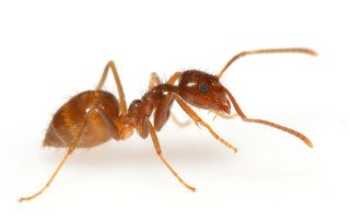Rasberry Crazy Ant on white background.