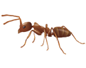 Argentine Ant.