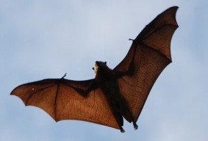 Brown Bat flying in the sky during daytime.