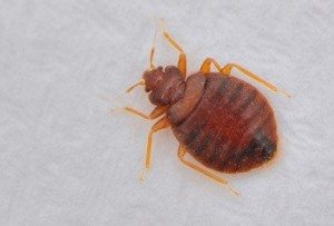 Bed Bug on a white background.