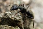 Black Carpenter Ant crawling on a rock.