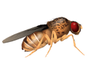Fruit Fly.