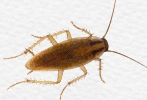 German Cockroach on white background.