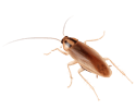 Brown German Cockroach.