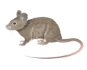 House Mouse.