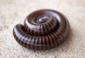 Brown Millipede curled up.