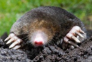 Brown Mole peeking out from a pile of dirt.