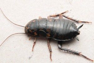 Oriental Cockroach on beige surface.