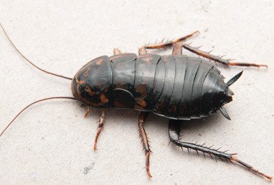 Oriental Cockroach - Types, Facts, and How to Identify | Oriental Cockraoch Control | Holder&#39;s Pest Solutions