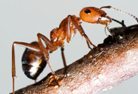 Pavement Ant on a wooden branch.