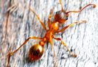 Pharoah Ants