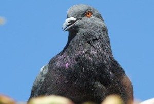 Gray and purple Pigeon against a blue sky.