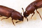 Two Red Flour Beetles budding heads.
