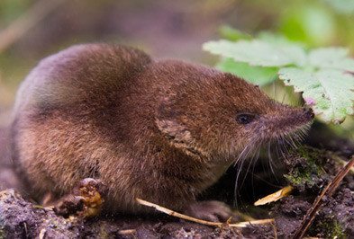 Shrew - Types, Facts, and How to Identify | Shrew Rodent Control | Holder's  Pest Solutions