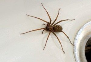 Large brown spider crawling on a countertop.