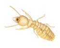 Yellow Termite.