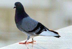 Gray Pigeon standing on a flat surface.