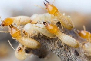 Group of termites on a branch.