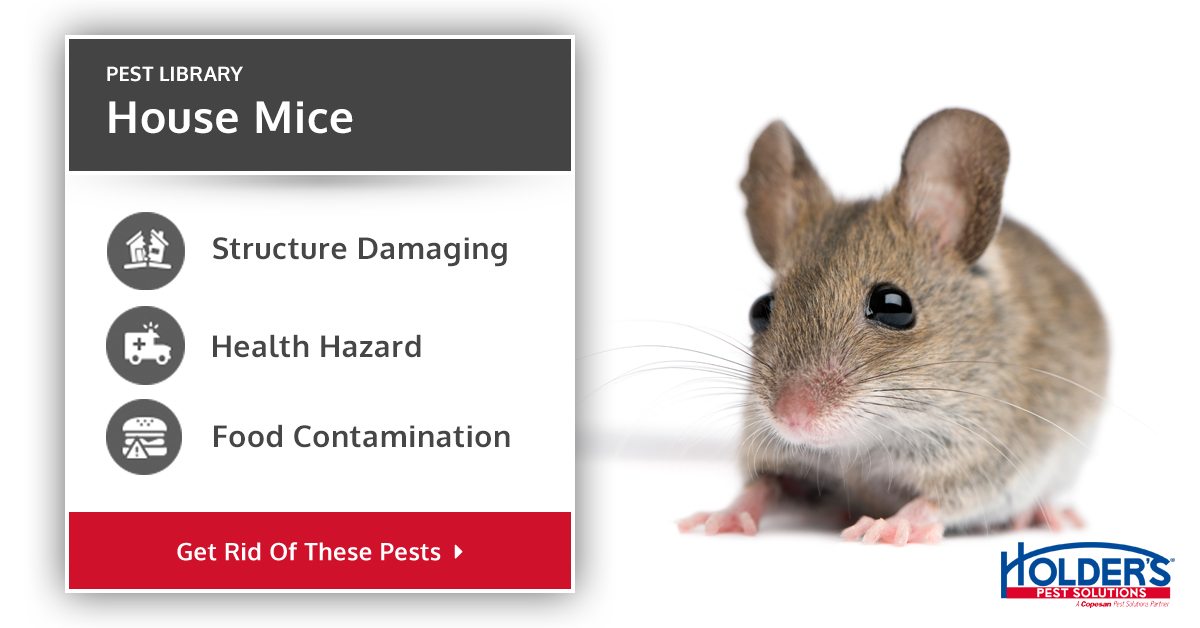 House Mouse Types Facts And How To Identify House Mouse Control Holder S Pest Solutions