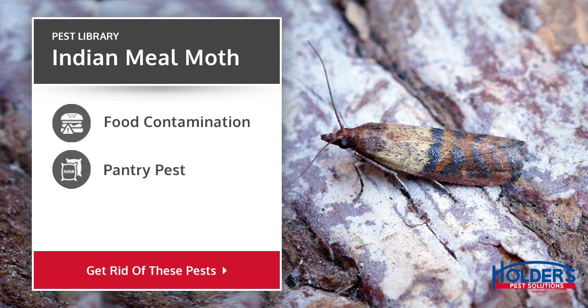 https://cdn.holderspestsolutions.com/wp-content/uploads/2016/02/Pest_Library_Indian_Meal_Moth.jpg