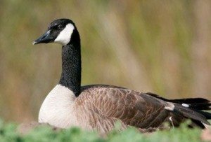 Black, white, and brown Canadian Goose.