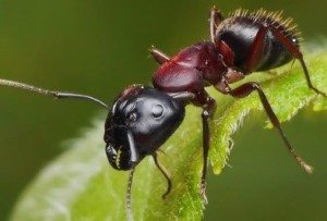 Carpenter Ant on green leaf.