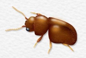 Brown Cigarette Beetle.