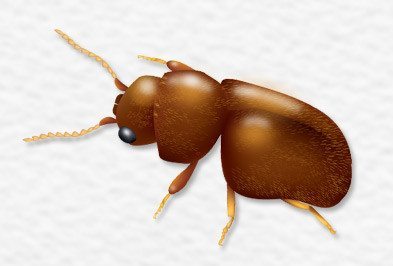 Cigarette Beetle Control Types Facts