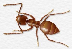Brown Crazy Ant on white background.
