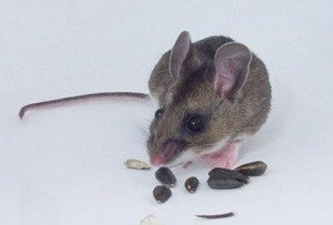 Deer Mouse eating seeds.