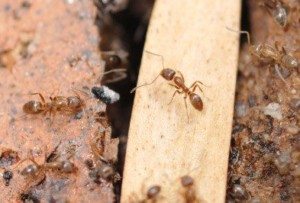 Swarm of brown Argentine Ants.