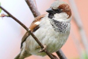 Brown and white House Sparrow perched on a branch.