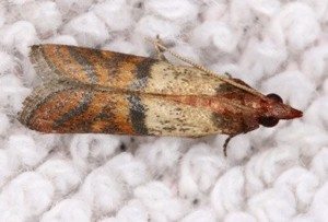 Indian Meal Moth on white fabric.