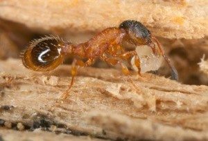Pavement Ant holding a crumb of food in its mouth.
