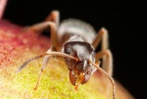 Close up of a Pharaoh Ant.