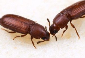 Two Red Flour Beetles budding heads.