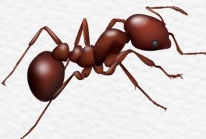 Red Imported Fire Ant.