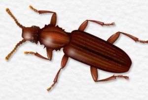 Sawtoothed Grain Beetle.