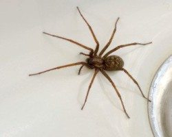 Large brown spider crawling on a countertop.