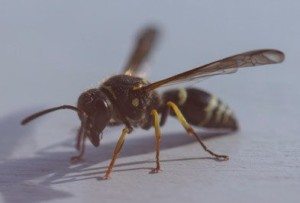 Wasp standing on a flat surface.