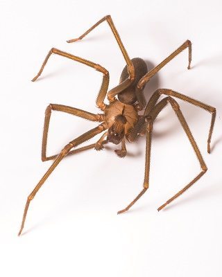 Spiders in Houston  Holder's Pest Solutions