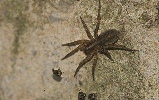 Brown Wolf Spider crawling towards bugs.
