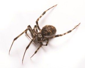 House Spider on white surface.