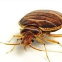 Brown Bed Bug on white background.