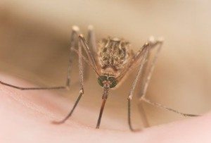 Mosquito sucking on a person's skin.