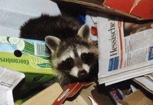 Raccoon surrounded by trash.