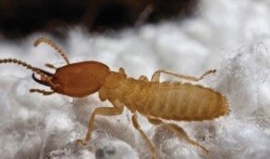 Termite on white fabric.
