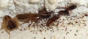 Swarm of brown German Cockroaches.