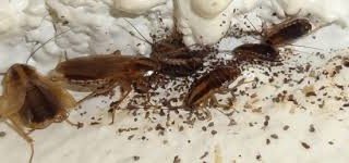 Swarm of brown German Cockroaches.