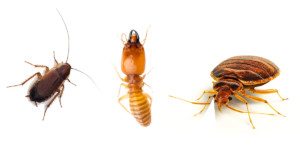 Beetle, Ant, and Bed Bug in a row on a white background.